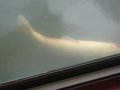 CIMG_1627